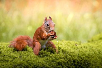 Écureuil avec noix sur Cynthia Verbruggen