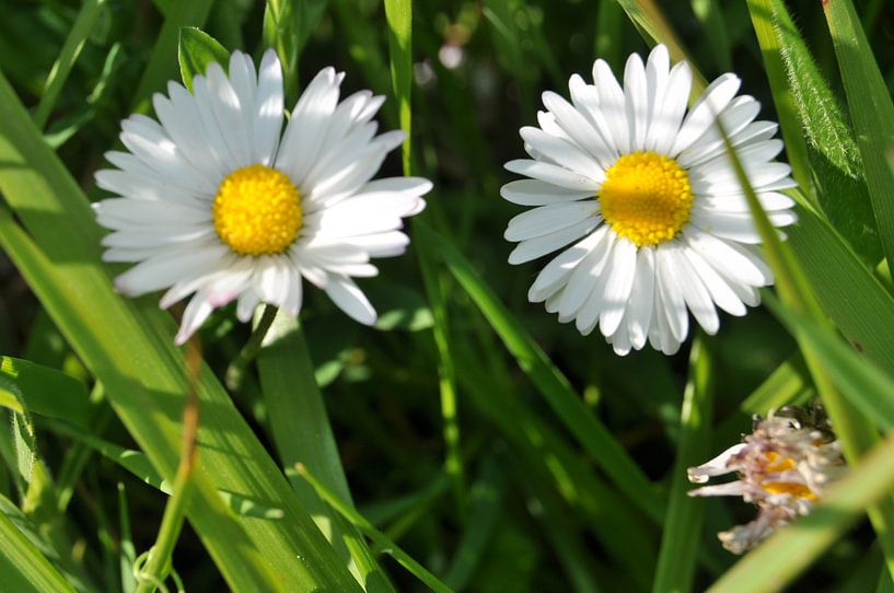 Madeliefjes par Jetty Boterhoek