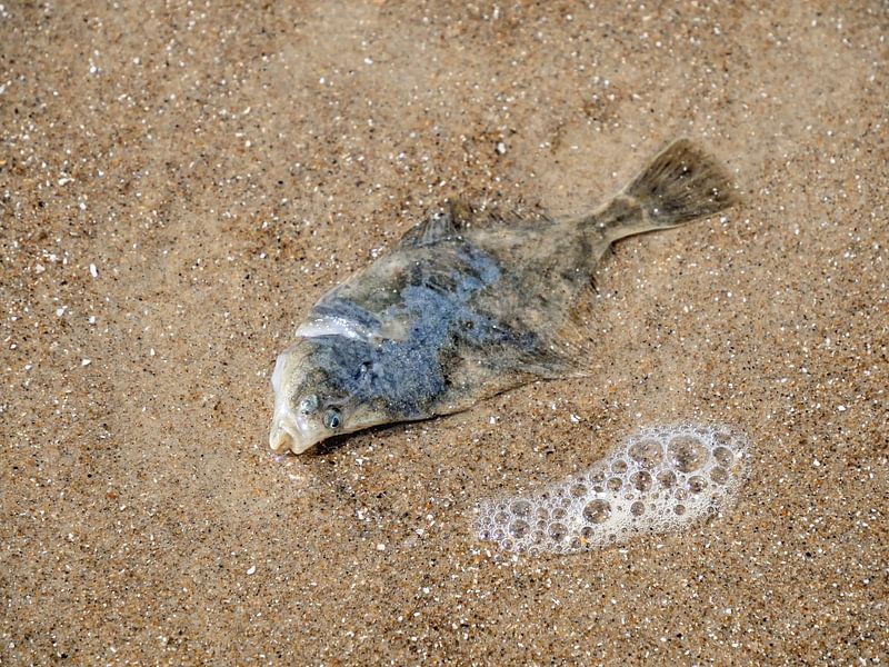 Tote Scholle am Strand von Katrin May