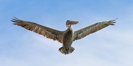 Pelican, Curaçao. by Ronald Harmsen