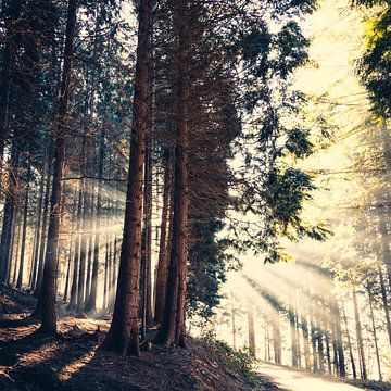 Ochtendlicht in het bos van Dirk Wüstenhagen