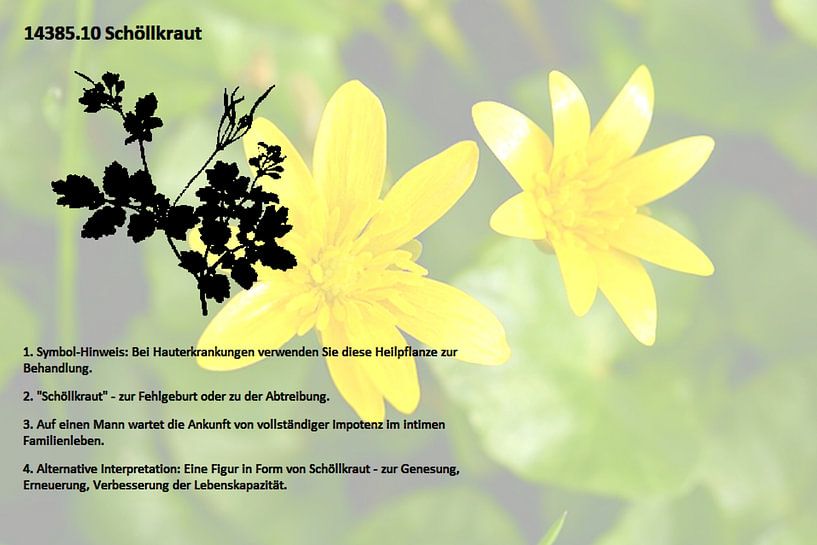 Schöllkraut 14385.10 von Vladimir Zykunov
