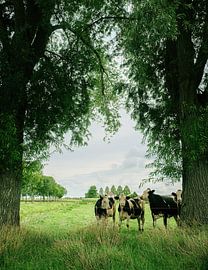 Cows by Wouter Bos