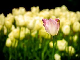 pink/yellow tulip