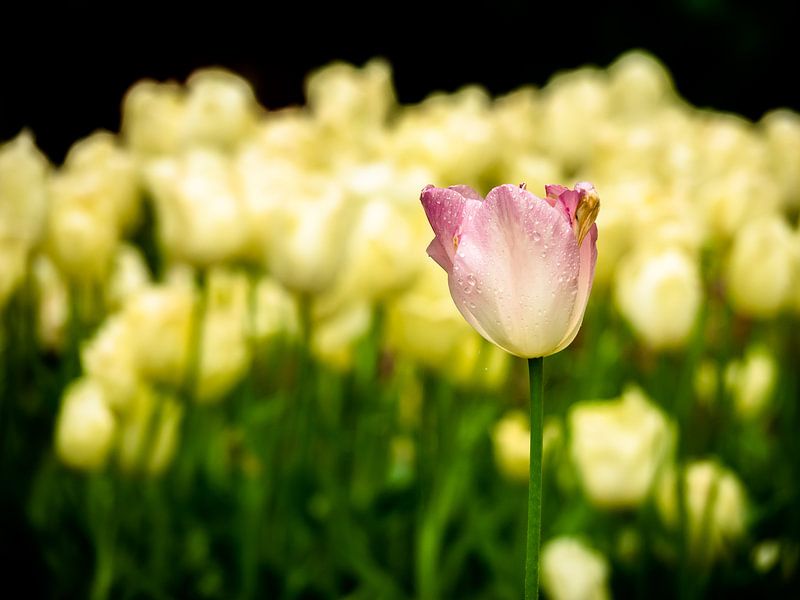 tulipe rose/jaune par Martijn Tilroe