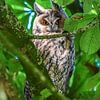 Long-eared owl in and chestnut tree/ Long-eared owl in a chestnut tree by Henk de Boer