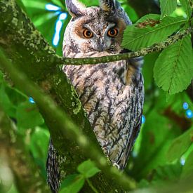 Ransuil  in en kastanjeboom/ Long-eared owl in a chestnut tree