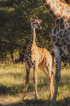 Little giant by Bart Hendriks