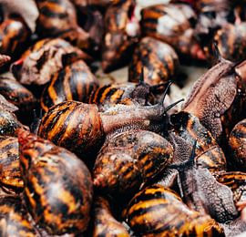 Snails by JerrySeshiefotografie