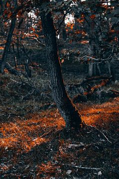 L'automne atmosphérique dans la nature : arbres orange doré sur Inez Nina Aarts