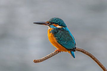 Kingfisher by Heinz Grates