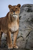 Löwin