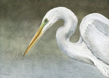 Grote witte zilverreiger van Helga Pohlen - ThingArt