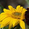 Gele helianthus en een donkerrode dahlia bloem stralen in de zon van Jolanda de Jong-Jansen