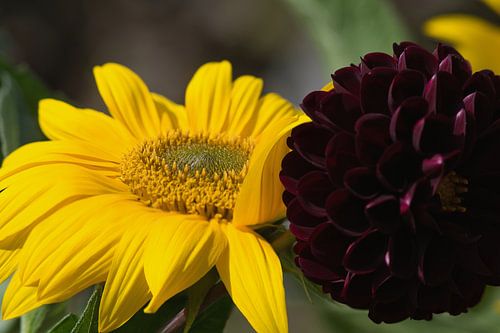 Gele helianthus en een donkerrode dahlia bloem stralen in de zon