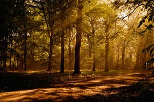 Bains de soleil dans la forêt de Bergen op Zoom sur Andrea Korstanje