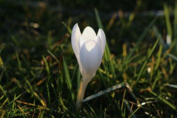 Krokus/ lente bloem van Marianna Pobedimova