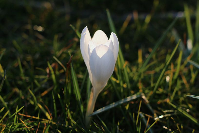 Krokus/ lente bloem von Marianna Pobedimova