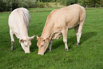 Twee grazende lichte Jersey koeien van Tonko Oosterink