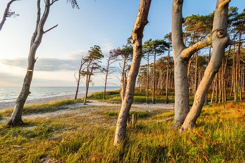 Baumliebe von BLUE 7