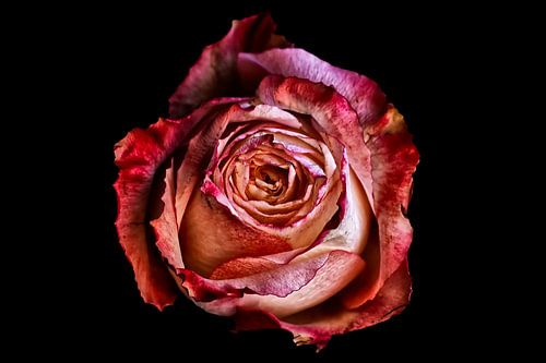 Vintage Rose Red Flame