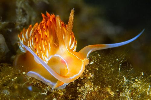 Gouden elegantie: de Nemesignis-draadslak van MarPic
