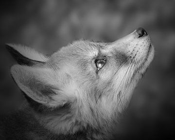 Young fox looks at what's flying through the air