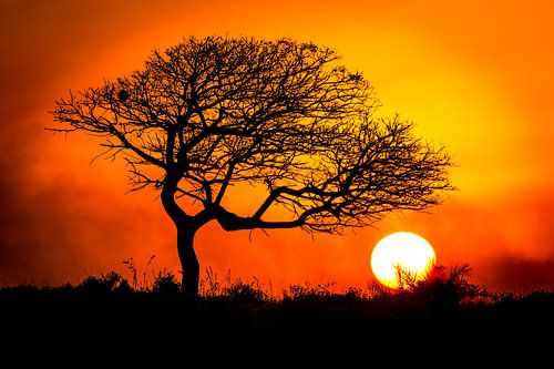 African Sunset