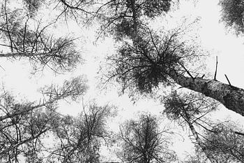 Baumkronen in schwarz und weiß - abstrakt - Mastbos - Breda