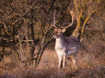 Fallow deer in the Amsterdamse Waterleidingduinen by Willemijn Wolthaus