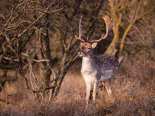 Damhert in de Amsterdamse Waterleidingduinen