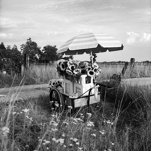A roadside stall selling sunflowers