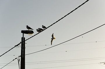 vogels op een telefoondraad sur Eline Willekens