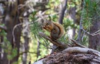 Eichhörnchen im Gelbstein-Nationalpark von Maarten Oerlemans Miniaturansicht