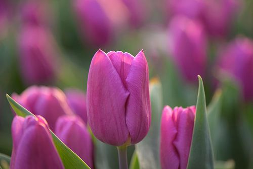 Pink Tulip