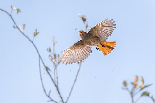 Bevroren actie een Gekraagde Roodstaart vogel