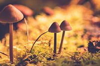 Groep bruine paddenstoelen tussen het mos