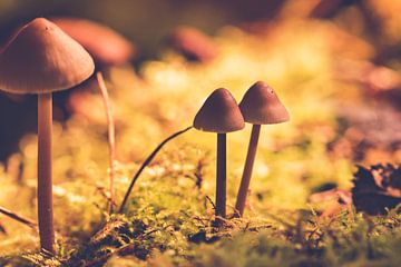 Group of brown mushrooms among the moss by Kristof Leffelaer