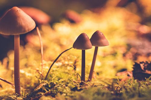 Groep bruine paddenstoelen tussen het mos