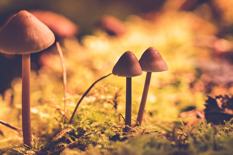 Groupe de champignons bruns parmi la mousse par Kristof Leffelaer