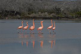baltsende flamingo's by Jacintha Van beveren