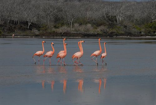 baltsende flamingo's