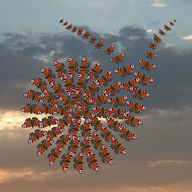 De wijde wereld in 2 van Joke ten Veen