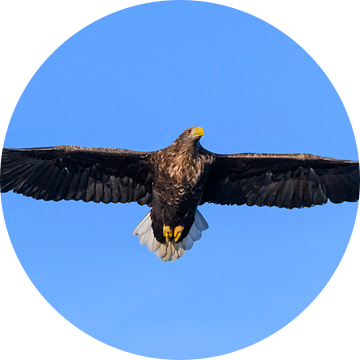 Zeearend  vliegend in de blauwe lucht van Sjoerd van der Wal Fotografie