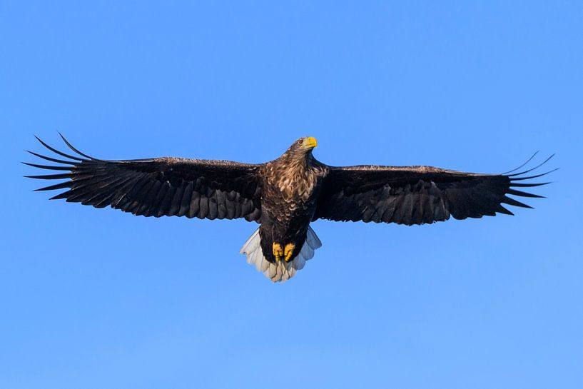 Zeearend  vliegend in de blauwe lucht van Sjoerd van der Wal Fotografie