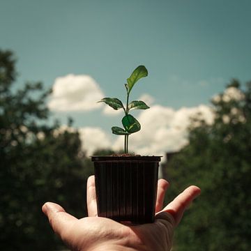 lemon plant by Syl via