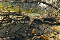 Fallen tree next to a river