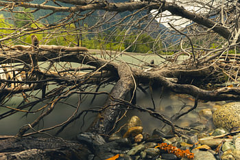 Fallen tree next to a river