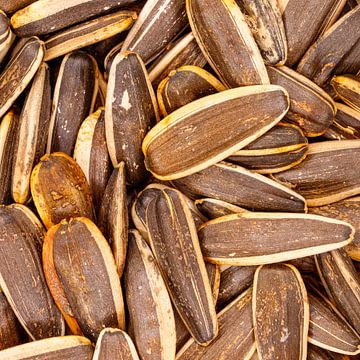 Gros plan de graines de tournesol grillées remplissant un cadre sur de-nue-pic