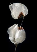 Fragile | Gros plan sur un bougainvillier desséché